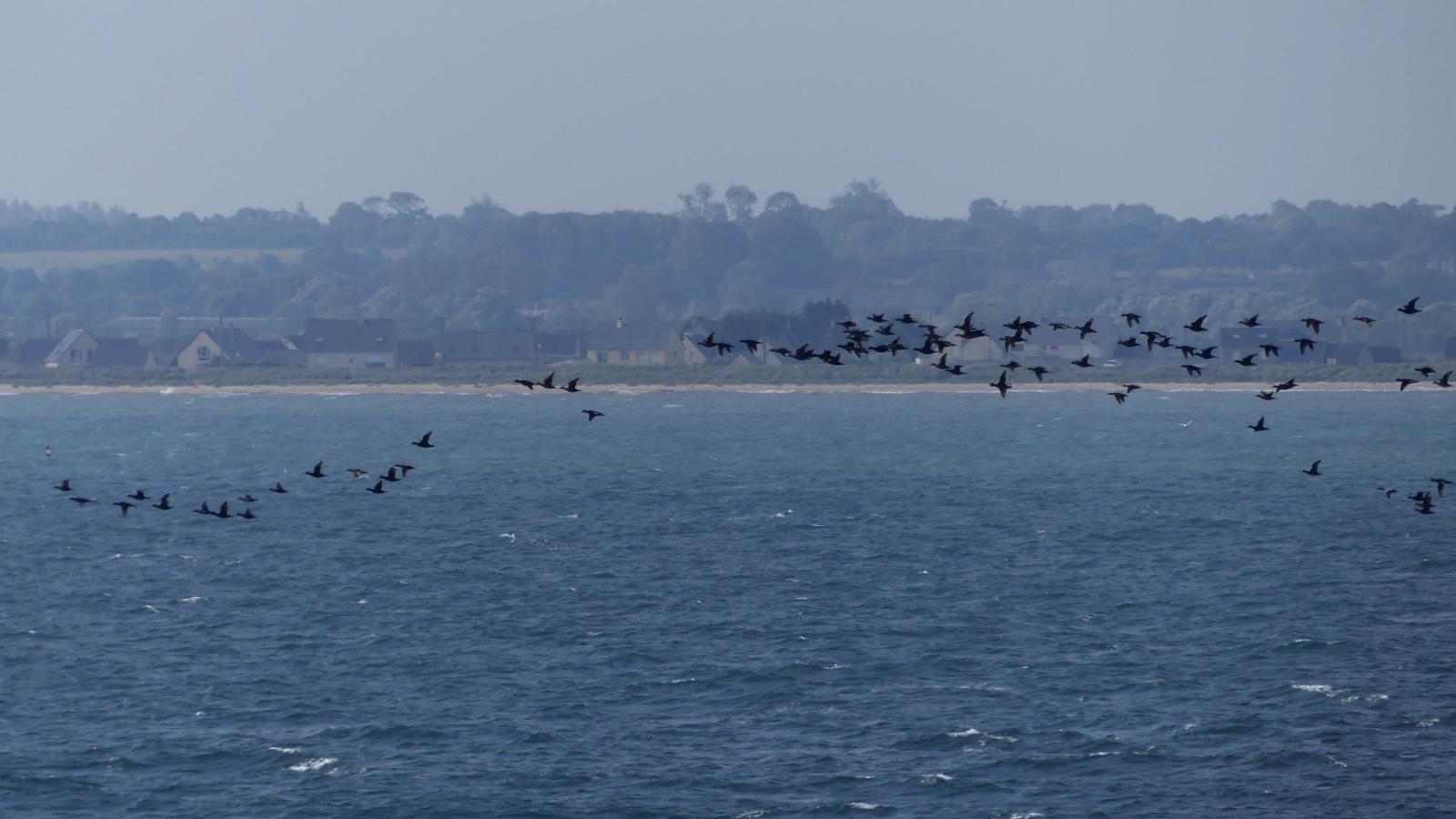Vol de macreuse noires au large du site