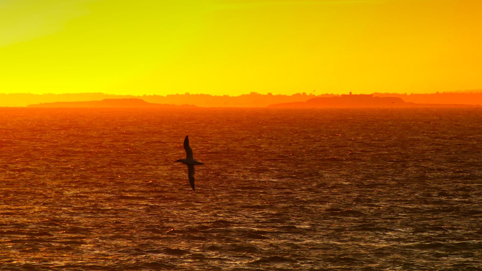 Les iles St-Marcouf  et un Fou de Bassan en vol vus depuis la mer au soleil couchant. ©Sophie PONCET OFB