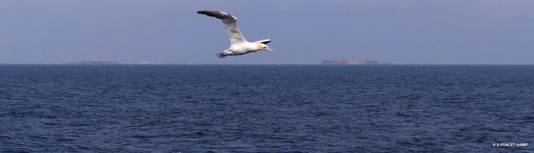 iles_st_marcouf11-sp_bis.jpg